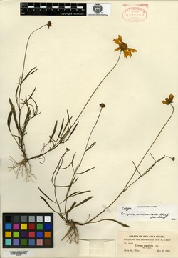 Image of Coreopsis corninsularis