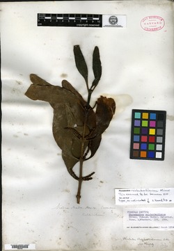 Phoradendron reichenbachianum image
