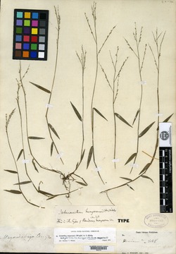 Ichnanthus mayarensis image