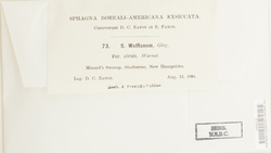 Sphagnum wulfianum var. viride image