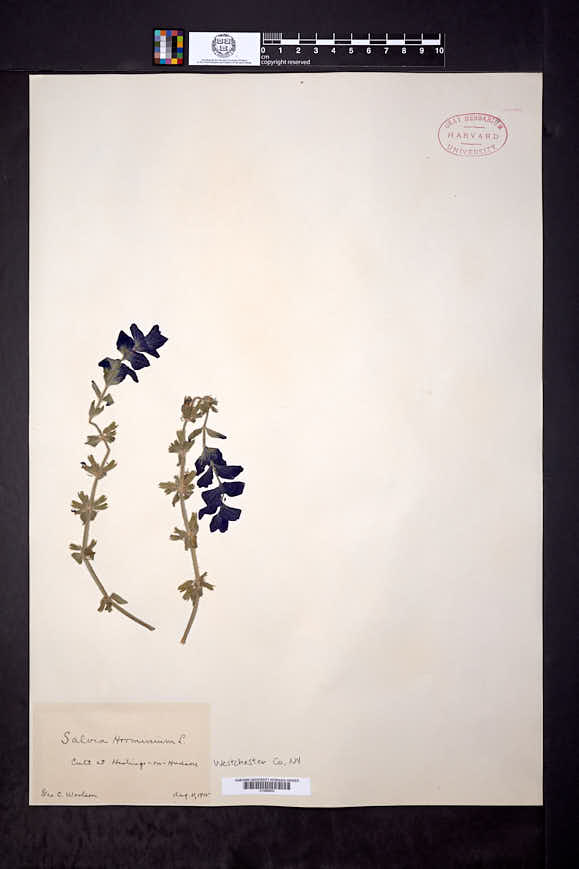 Salvia viridis image