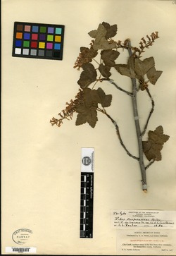 Ribes purpurascens image