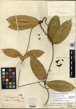 Image of Prestonia longifolia