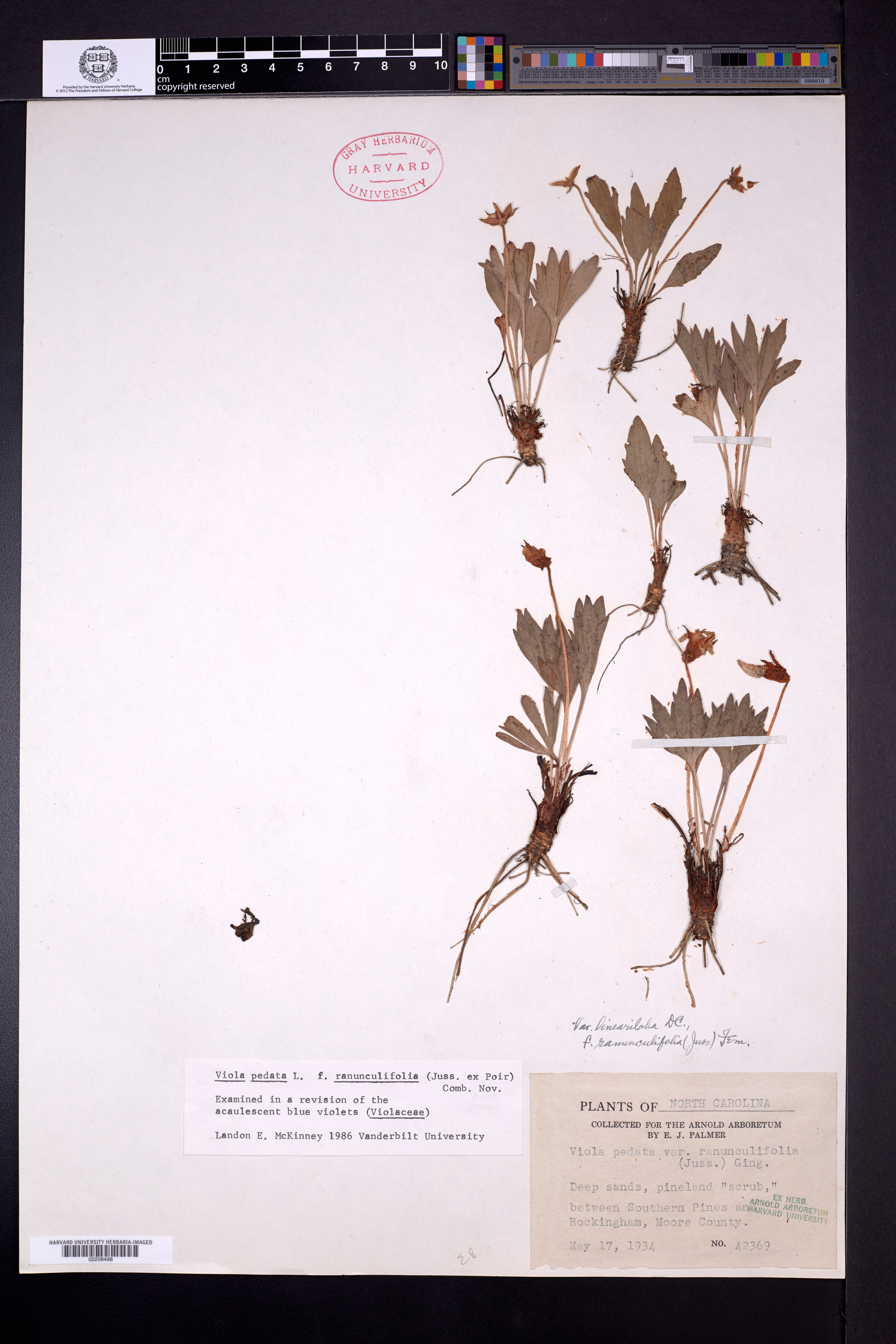 Viola pedata var. ranunculifolia image