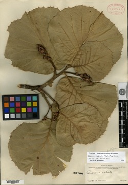 Image of Quercus radiata