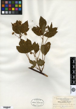 Rubus peculiaris image