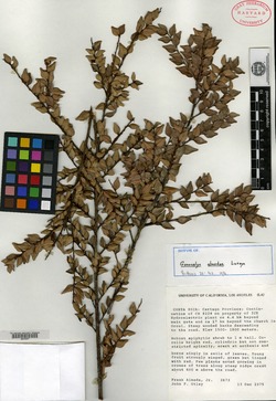 Image of Gonocalyx almedae