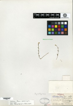 Allocarya laxa image