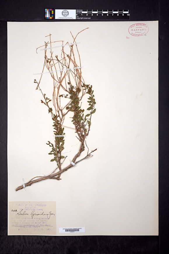 Salvia lycioides image