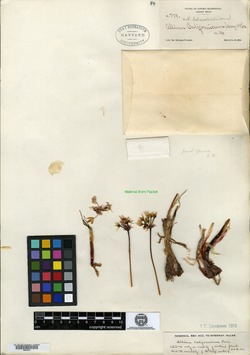 Image of Allium californicum