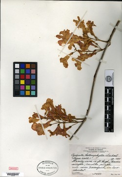 Image of Bignonia neoheterophylla