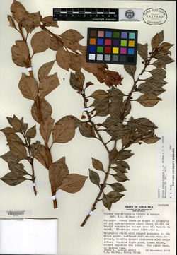 Image of Utleya costaricensis