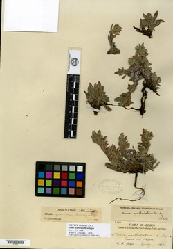 Image of Nama spathulata