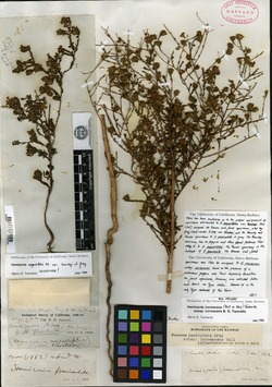 Hemizonia angustifolia image