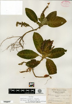 Image of Aphelandra seibertii