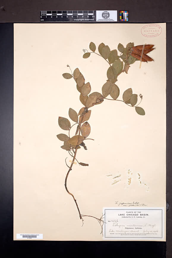 Lathyrus japonicus image