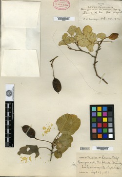 Brongniartia trifoliata image