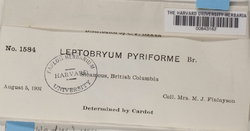 Leptobryum pyriforme image