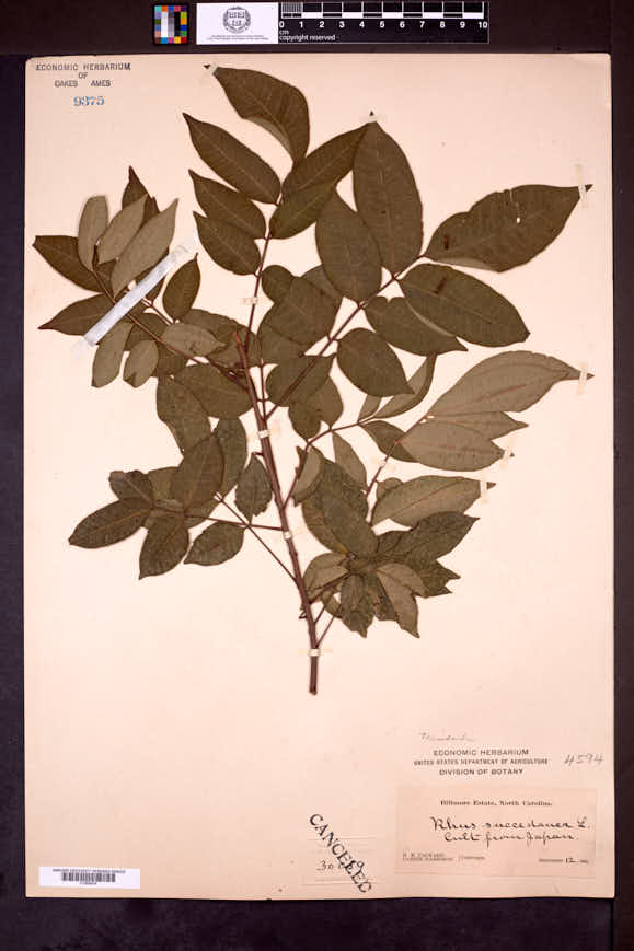 Image of Toxicodendron succedaneum
