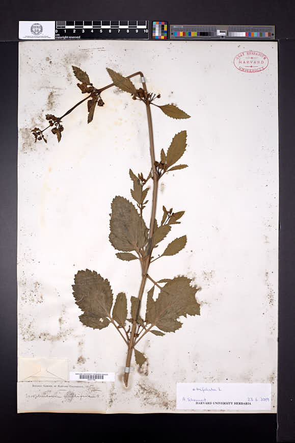 Scrophularia trifoliata image