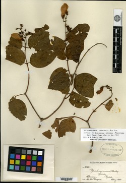 Image of Banisteria nemorum