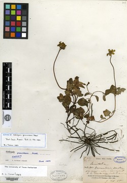 Image of Heliopsis procumbens