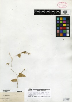 Image of Dioscorea nematodes