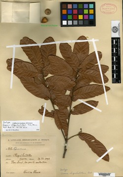 Image of Quercus elliptica