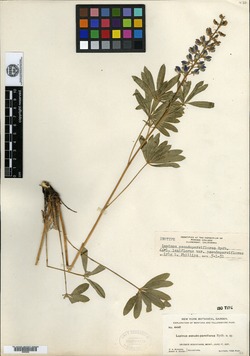 Lupinus pseudoparviflorus image