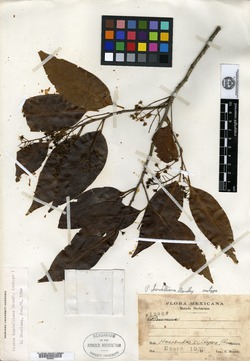 Image of Prunus lundelliana