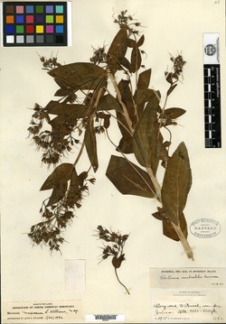 Image of Mertensia mexicana