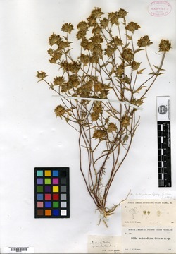 Gilia heterodoxa image