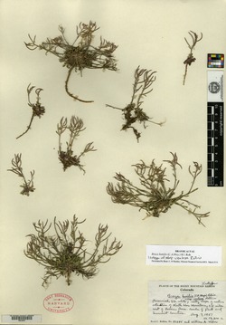 Braya humilis subsp. ventosa image