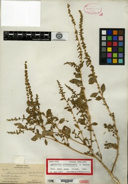 Image of Amaranthus chihuahuensis