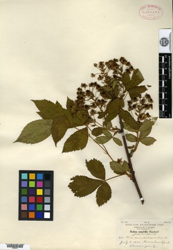 Rubus amabilis image