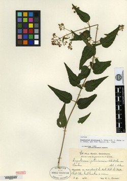 Image of Koanophyllon pitonianum