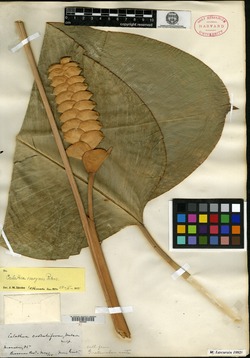 Calathea crotalifera image