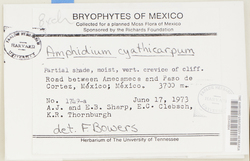 Amphidium tortuosum image