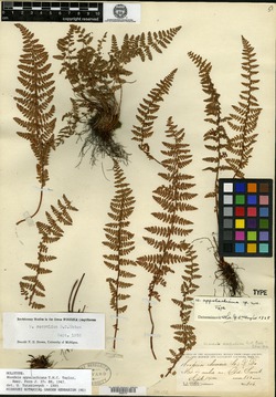 Image of Woodsia appalachiana