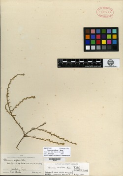 Image of Thurovia triflora