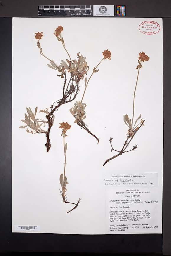 Eriogonum heracleoides image