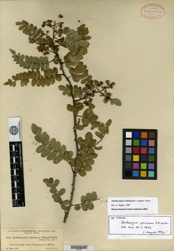 Image of Zanthoxylum foliolosum