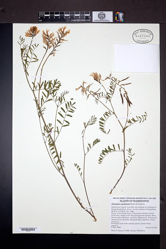 Image of Astragalus asotinensis