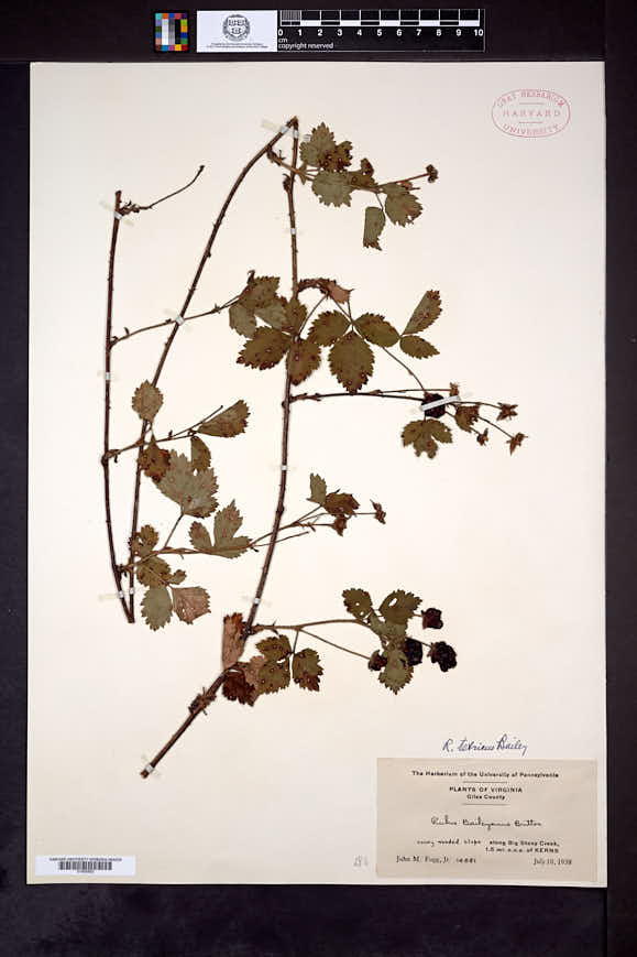 Rubus jaysmithii image