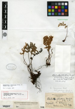 Myriopteris × fibrillosa image