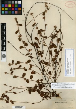 Waltheria bahamensis image