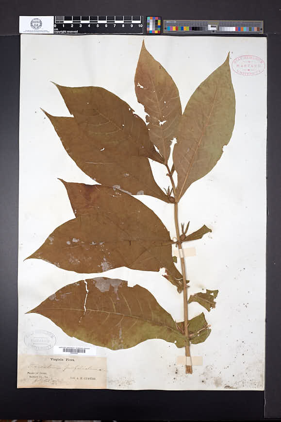 Triosteum perfoliatum image