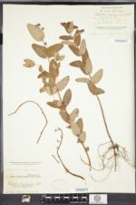Triadenum virginicum image