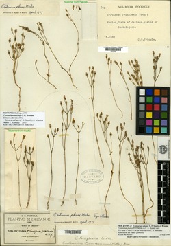 Image of Centaurium martinii