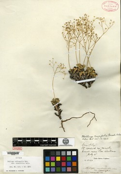 Image of Paramollugo cuneifolia